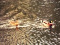 /album/animaux-sauvages/canard3-jpg/