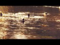 /album/animaux-sauvages/canard4-jpg/
