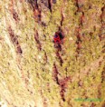 /album/animaux-sauvages/gendarme-jpg/