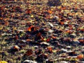 /album/automne/feuillage-jpg/