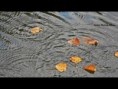 /album/automne/feuille-jpg/
