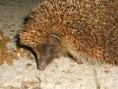 /album/animaux-sauvages/a22-jpg/